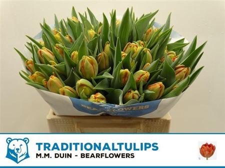 Tulip Du Viking