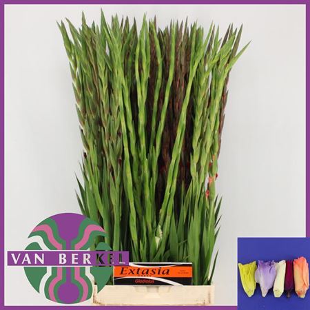 Mixed Gladiolus Cut Flowers – 90cm Stems