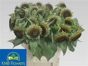 Sunflower - Helianthus