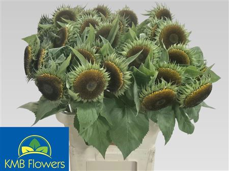 Sunflower - Helianthus