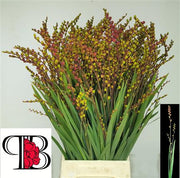Crocosmia With Berry - Crocosmia