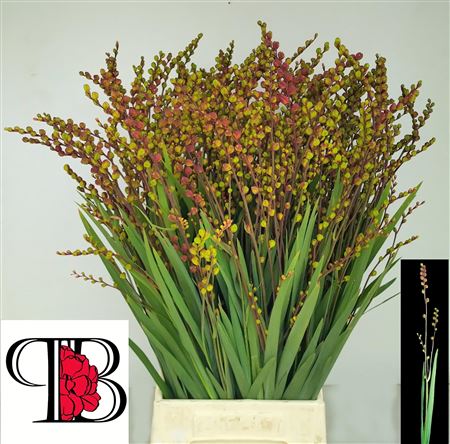 Crocosmia With Berry - Crocosmia