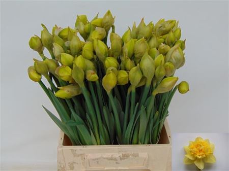 Daffodil Dick Wilden Extra