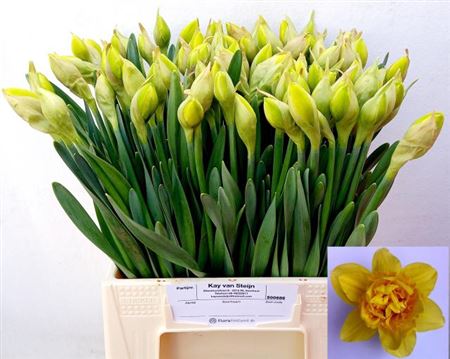 Daffodil Dick Wilden