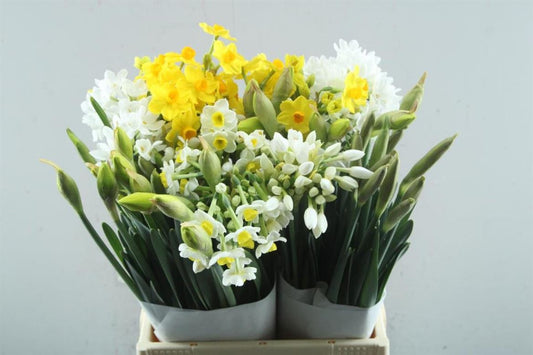Daffodil Mixed In Bunch