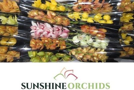 FeedSync:wholesale:b0a755a76050ed3c4d1b3aa8d6eacd831de05f3a