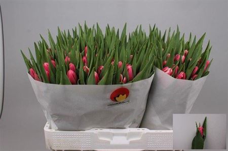 Tulip Pink/White Wholesalers Choice
