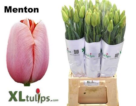 Tulip Frankrijk En Menton