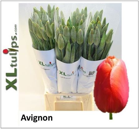 Tulip Frankrijk En Avignon