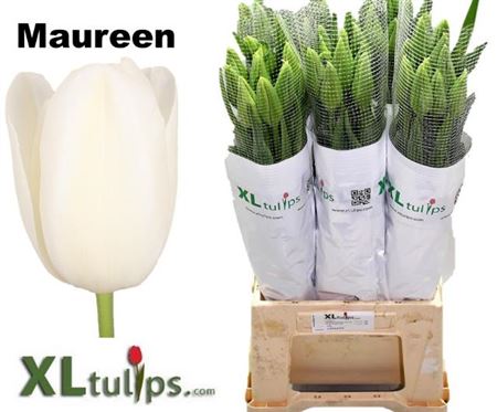 Tulip Frankrijk En Maureen