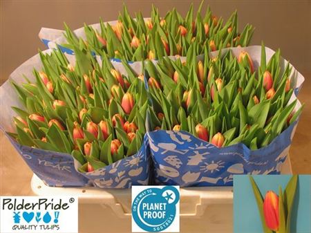 Tulip Yellow/Red Wholesalers Choice