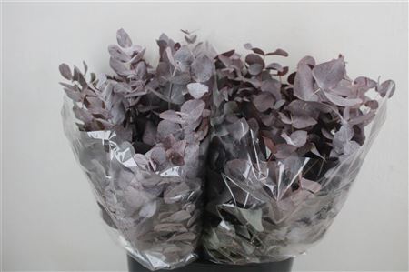 Eucalyptus - Eucalyptus cinerea - Other a piece