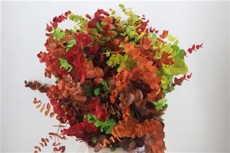 FeedSync:wholesale:e9fcb0bd05df60d75b06ad5fc8fd12dae0b3d888