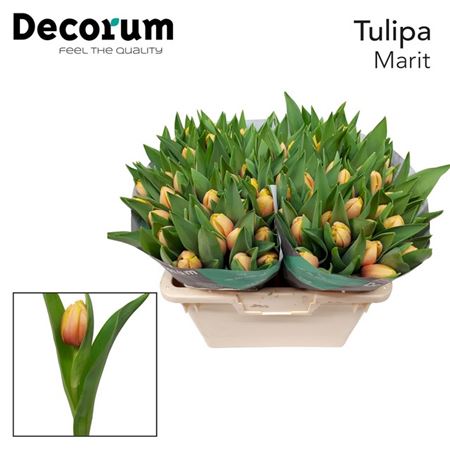 Tulip En Marit Op Kleur