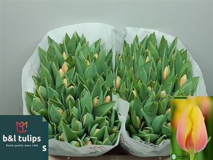 Tulip En Marit