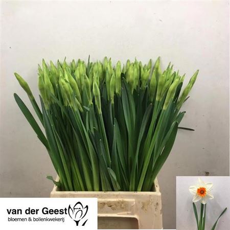 Daffodil Johann Strauss