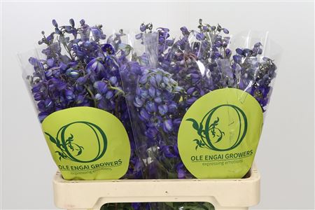 Delphinium - Delphinium - Double Flowered