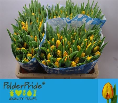 Tulip En Striped Bellon