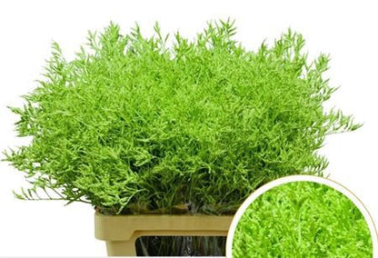 FeedSync:wholesale:5700c669e80c1413496ce3731f9e1ac78b4f0ce0