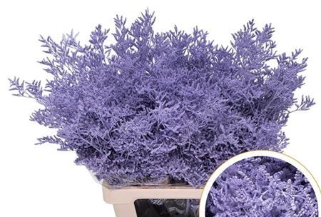 FeedSync:wholesale:e9489fa499c02b68ae4844b3bc23c037726df8bc