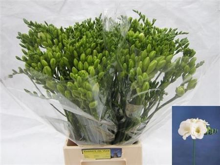 Double-Flowered Freesia - Freesia - Double Flowered