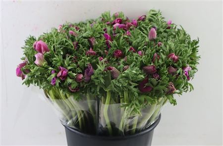 Anemone Lilac Wholesalers Choice