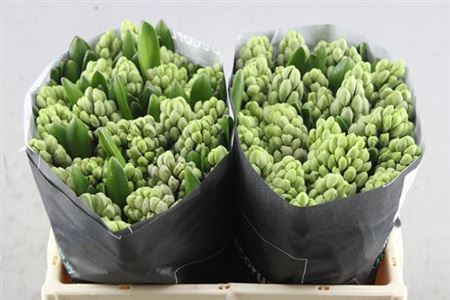 Hyacinth City Of Bradfor