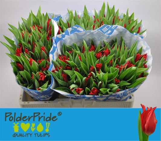 Tulip Li Pretty Woman