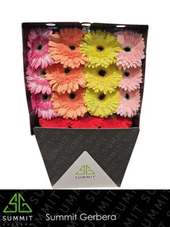 Large-Flowered Gerbera - Gerbera - Large Flowered
