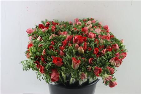 Anemone Red Wholesalers Choice
