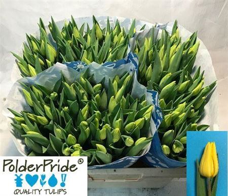 Tulip Yellow Wholesalers Choice