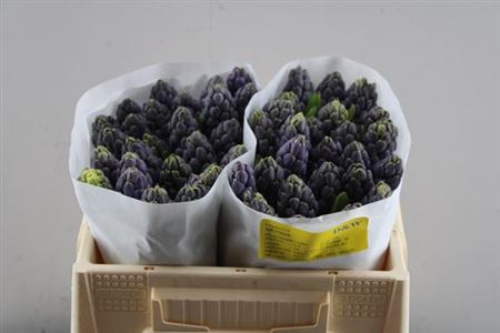 Hyacinth Minos