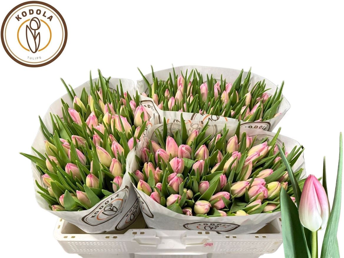 Tulip En First Class