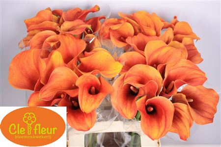 FeedSync:wholesale:d26d439b2a46735559f151a71e293de0bc5e8ee0