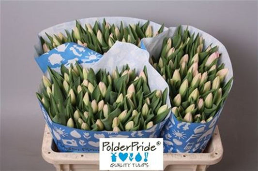 Tulip Light Pink Wholesalers Choice