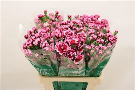 FeedSync:wholesale:cadd15b7514af8433ba31f8a799d04e1308325c4