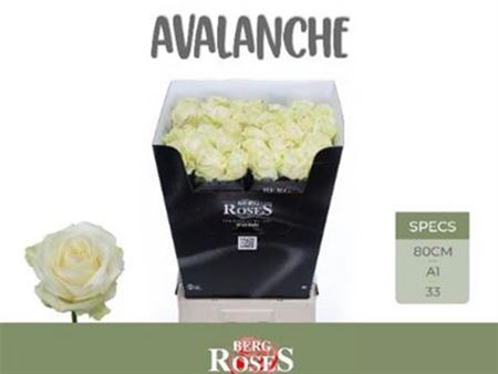 FeedSync:wholesale:617aa0d7541bc2ac2c736d5fd5c6b0443048a521