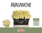 Rose - Rosa - Avalanche+