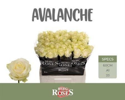 Rose - Rosa - Avalanche+