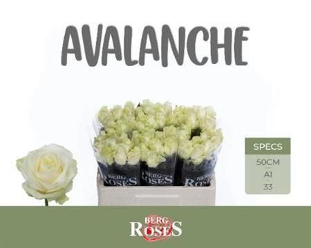 FeedSync:wholesale:ba4e07ec242c9f30101fd81dacd65d2527a12abc