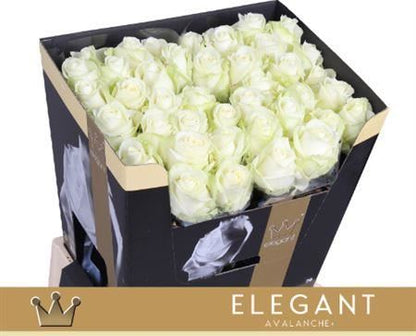 FeedSync:wholesale:42078030e108bdac864e26b81f263a397b1306ea