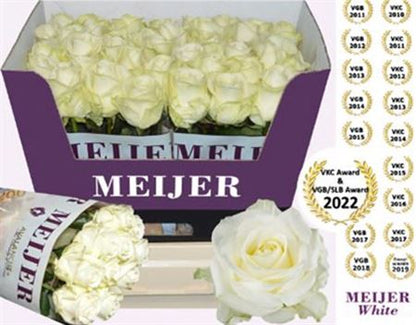 Rose - Rosa - Avalanche Meijer