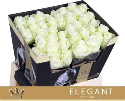 FeedSync:wholesale:0654c9b3cb0b637be3f73258ad894bb0b020a2ab