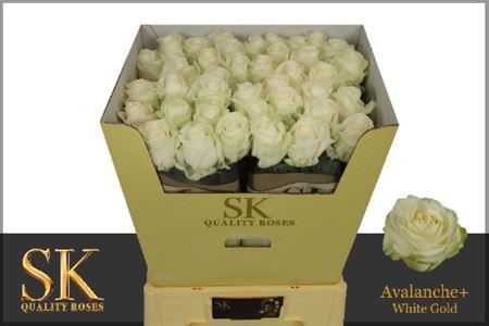 Rose Avalanche SK