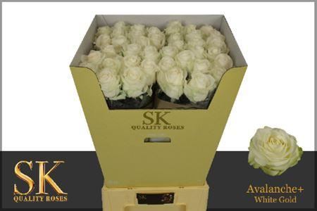 FeedSync:wholesale:c1dd93e5813548a61c74601aad83d2410e40dbe4