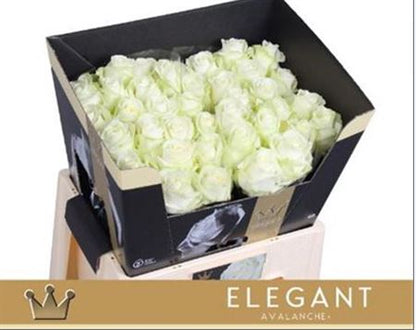 Rose - Rosa - Avalanche Elegant