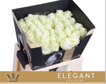 Rose Avalanche Bernhard Elegantum!