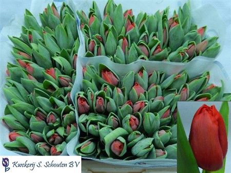 Tulip Red Wholesalers Choice