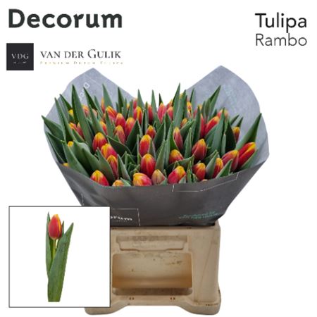 Tulip En Rambo