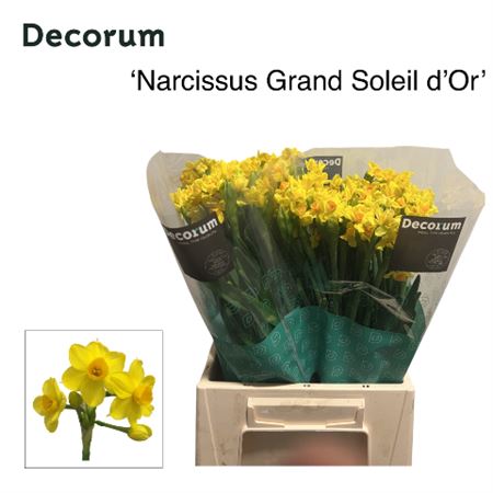 Daffodil Soleil Dor